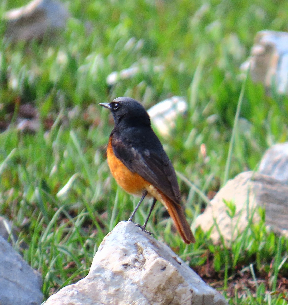 赭紅尾鴝 - ML637881430