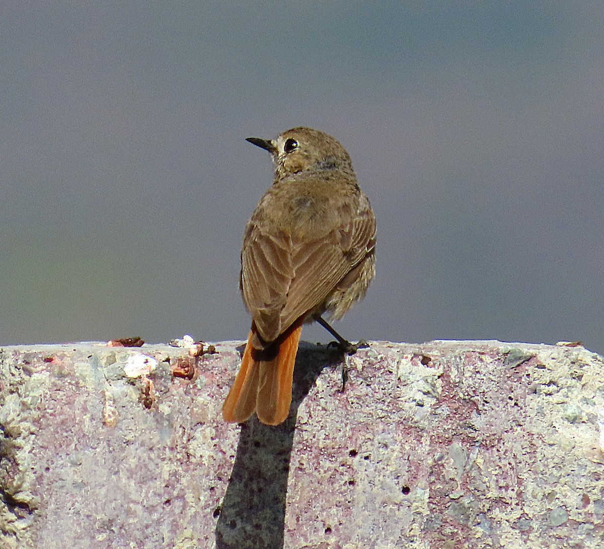 赭紅尾鴝 - ML637881434