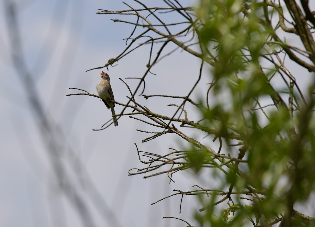 Field Sparrow - ML637881435