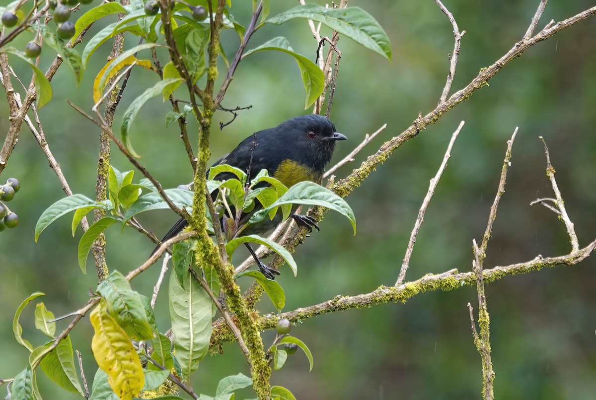 Black-and-yellow Silky-flycatcher - ML637881436