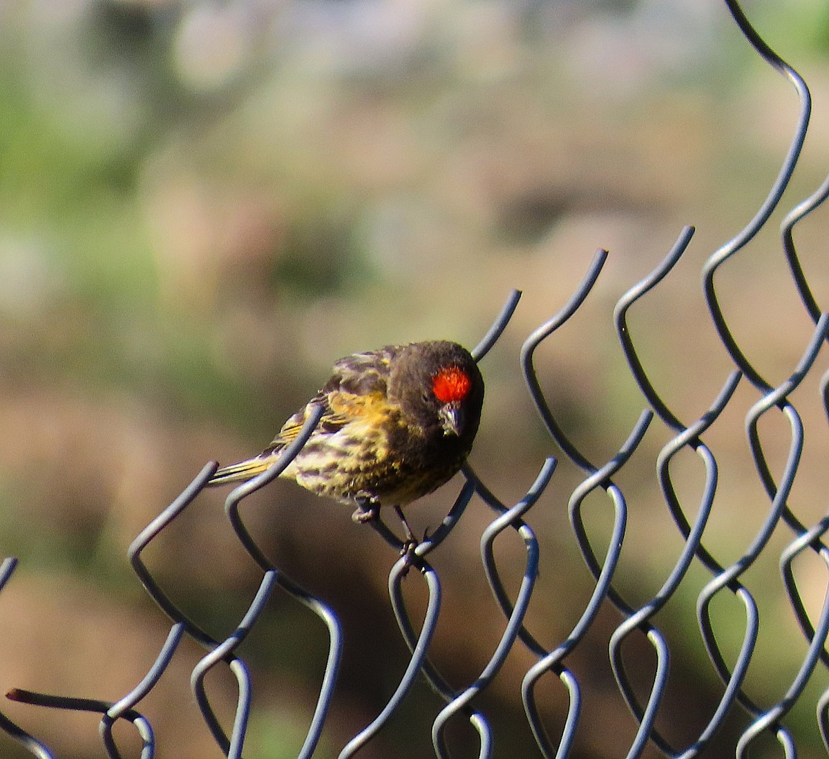 Fire-fronted Serin - ML637881438