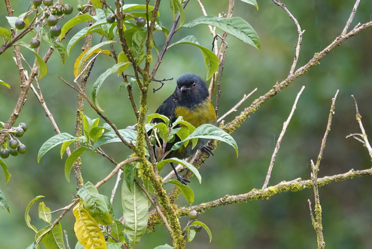 Black-and-yellow Silky-flycatcher - ML637881459
