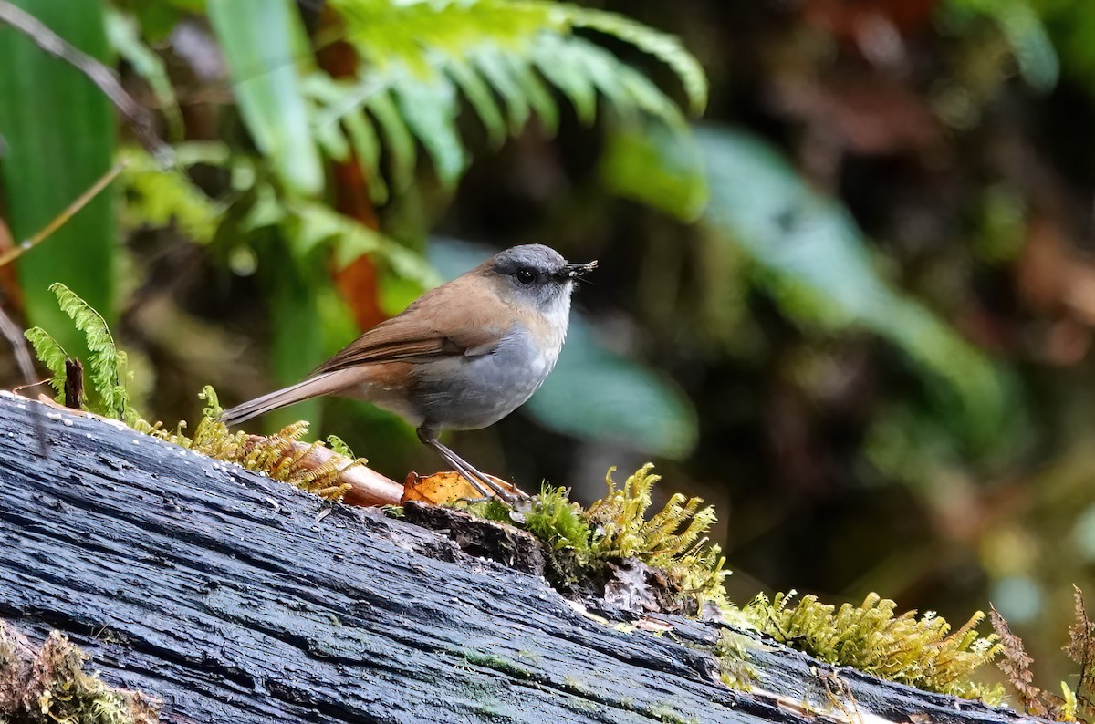 Black-billed Nightingale-Thrush - ML637881482