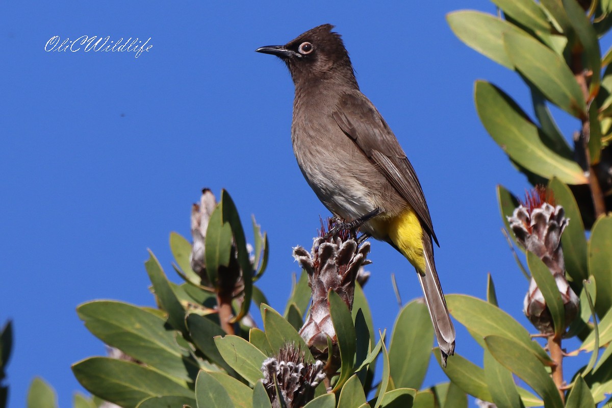 Cape Bulbul - ML637881555