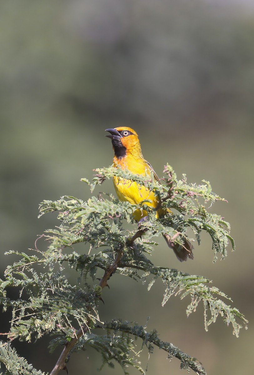 Spectacled Weaver - ML637881566