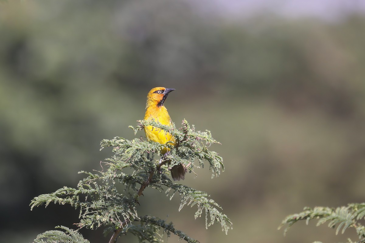 Spectacled Weaver - ML637881567