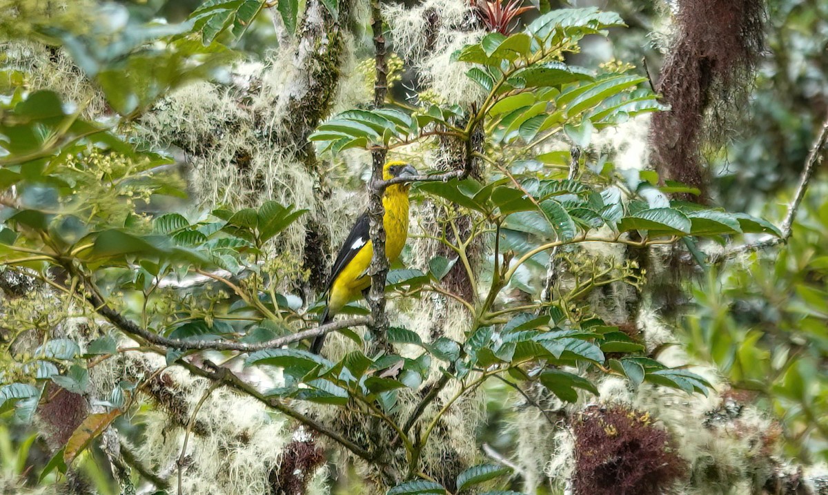 Black-thighed Grosbeak - ML637881570