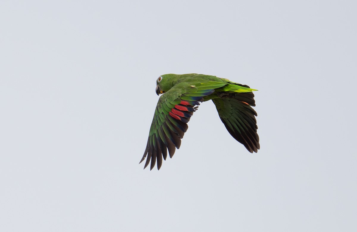 Yellow-crowned Amazon - ML637881604