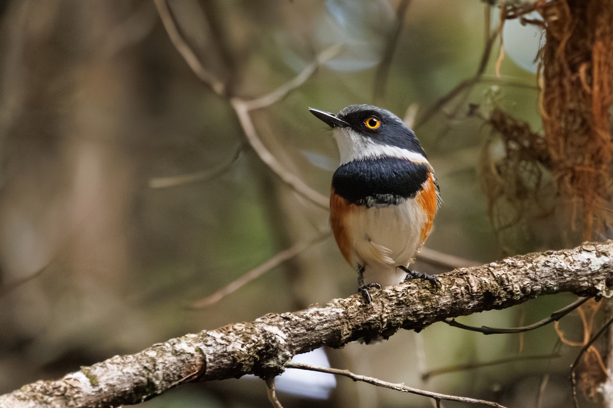 Cape Batis - ML637881638