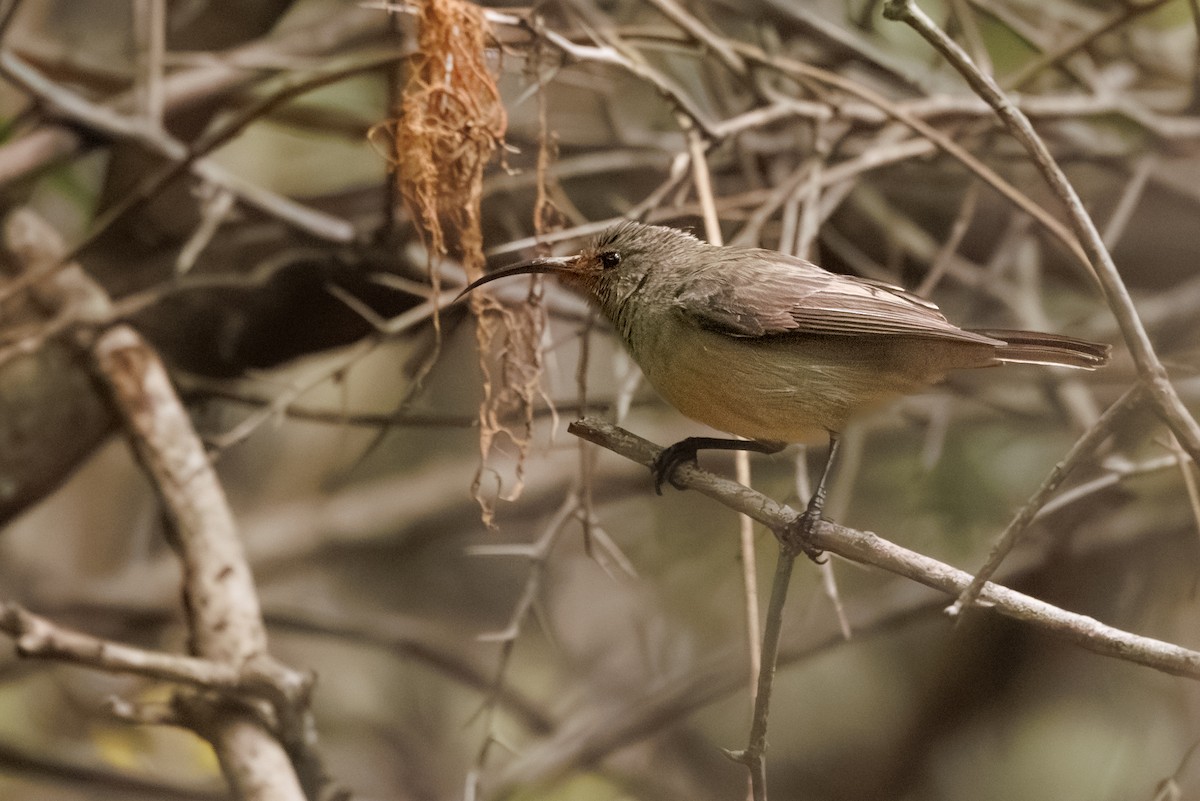 Greater Double-collared Sunbird - ML637881680