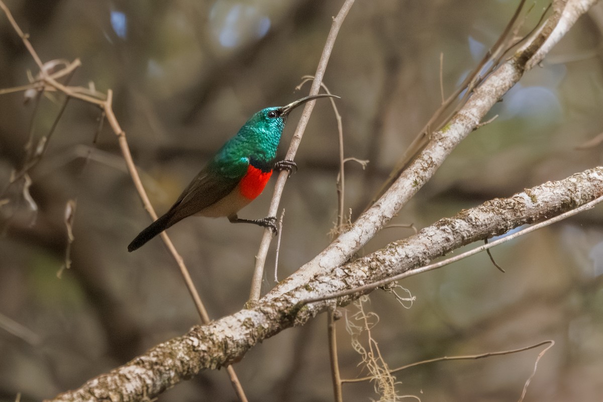 Greater Double-collared Sunbird - ML637881681