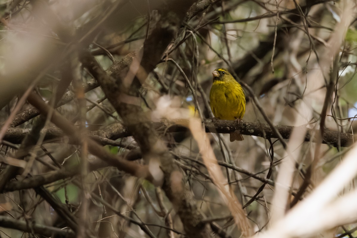 Forest Canary - ML637881686