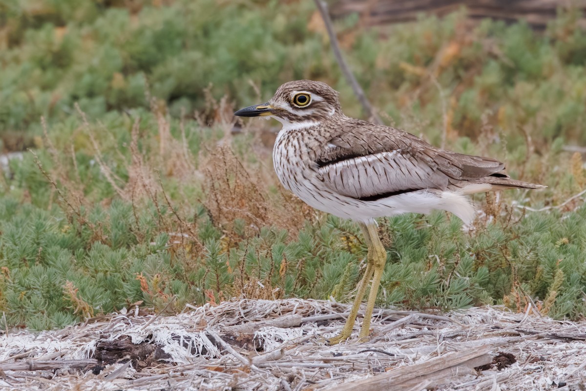 Water Thick-knee - ML637881711