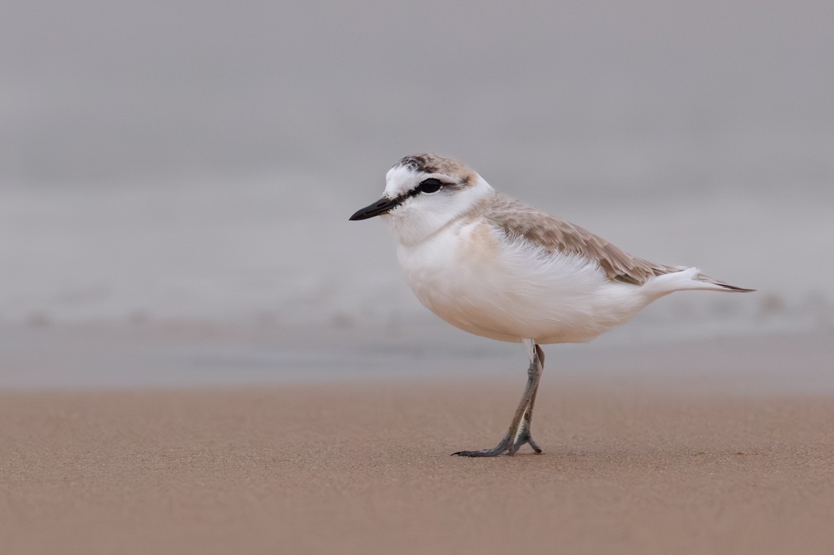White-fronted Plover - ML637881722