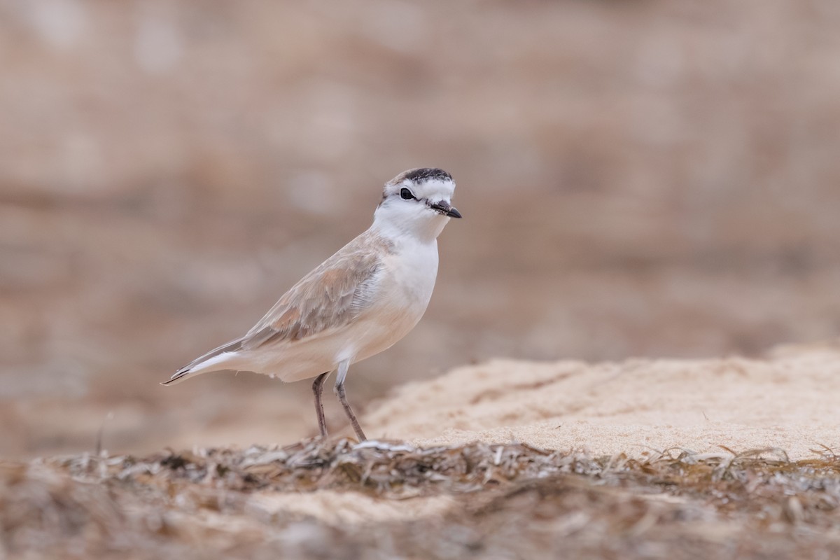White-fronted Plover - ML637881723