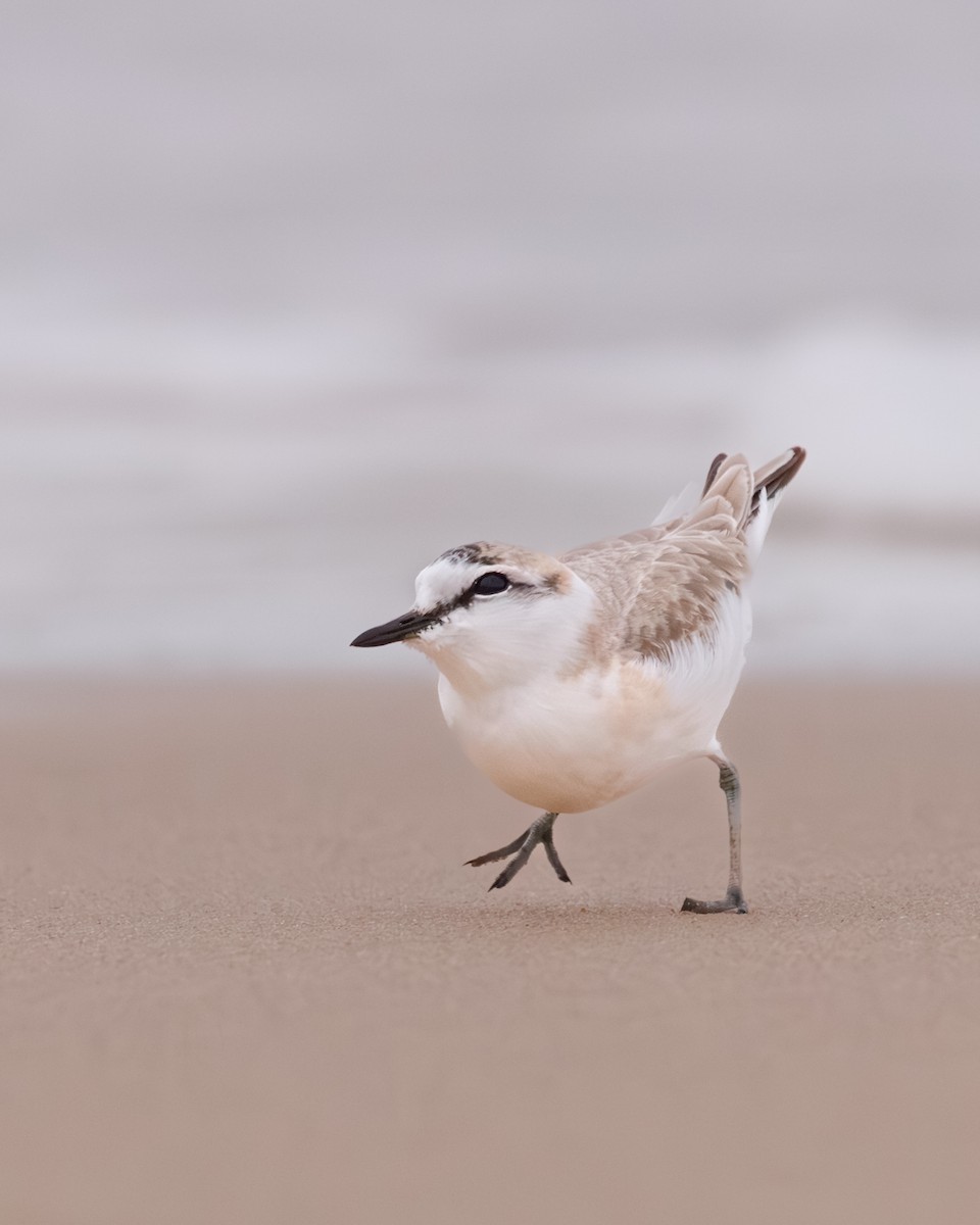 White-fronted Plover - ML637881724