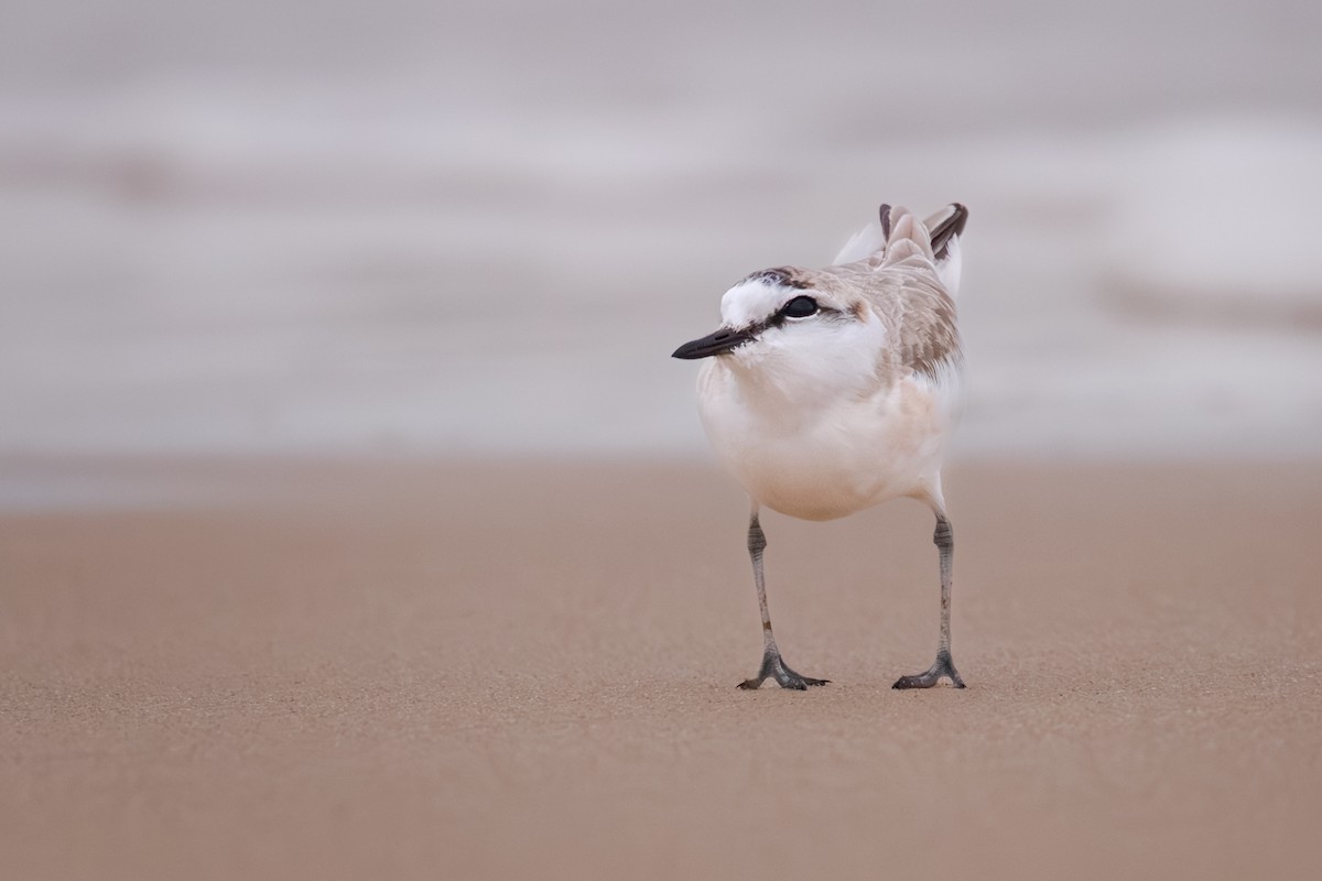 White-fronted Plover - ML637881725