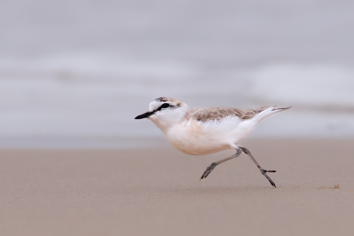 White-fronted Plover - ML637881727