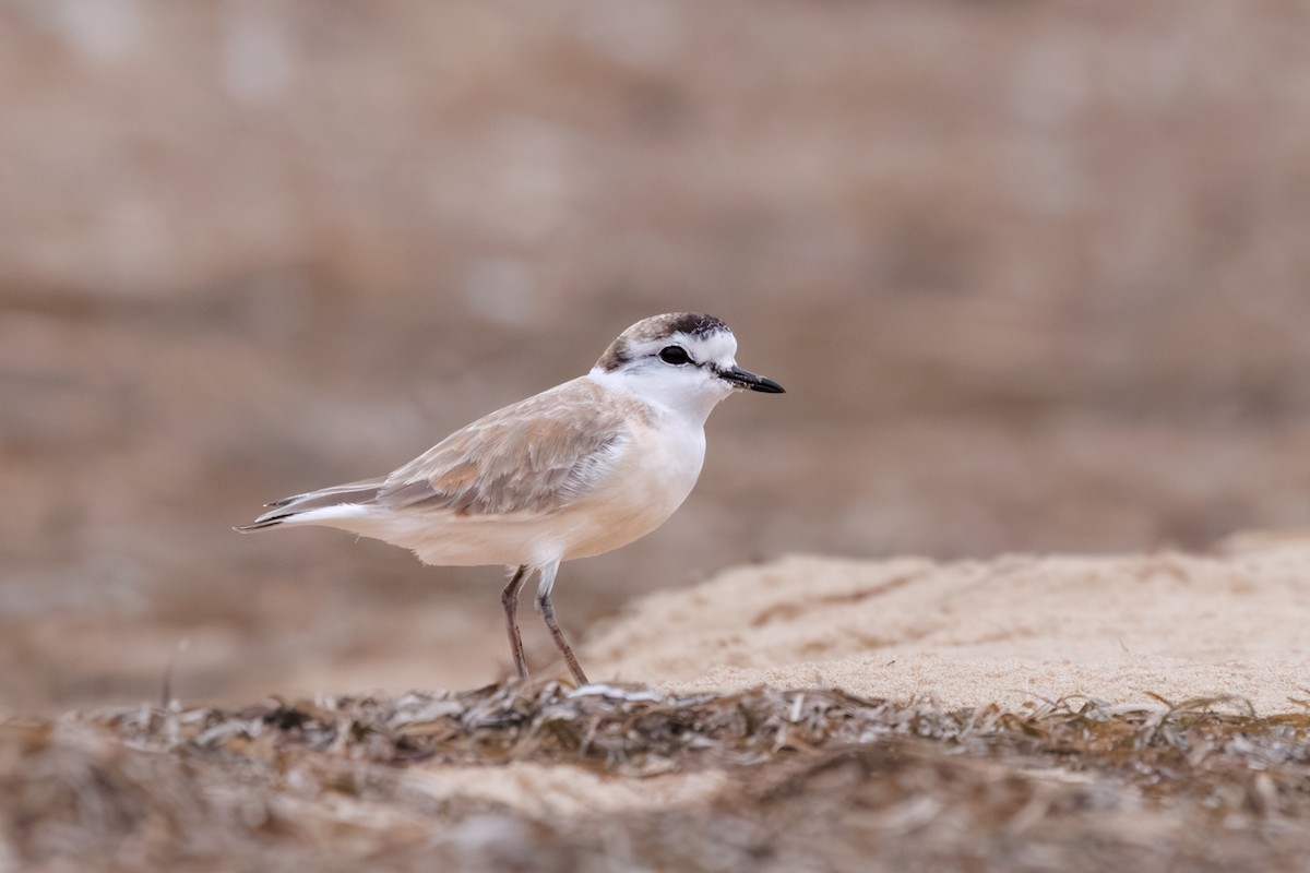 White-fronted Plover - ML637881728