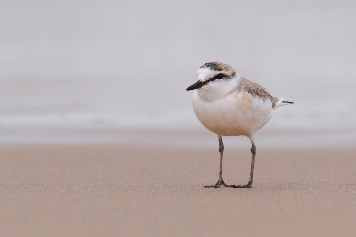 White-fronted Plover - ML637881729