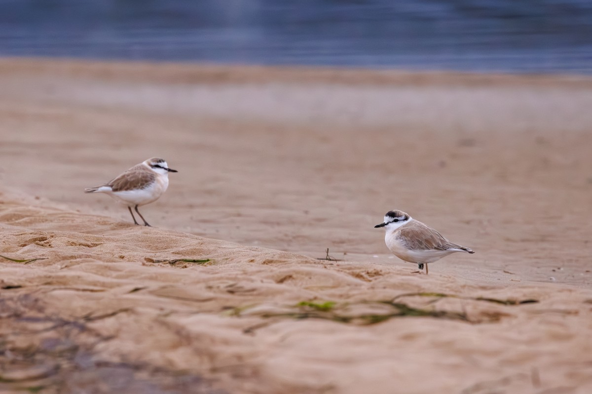 White-fronted Plover - ML637881730