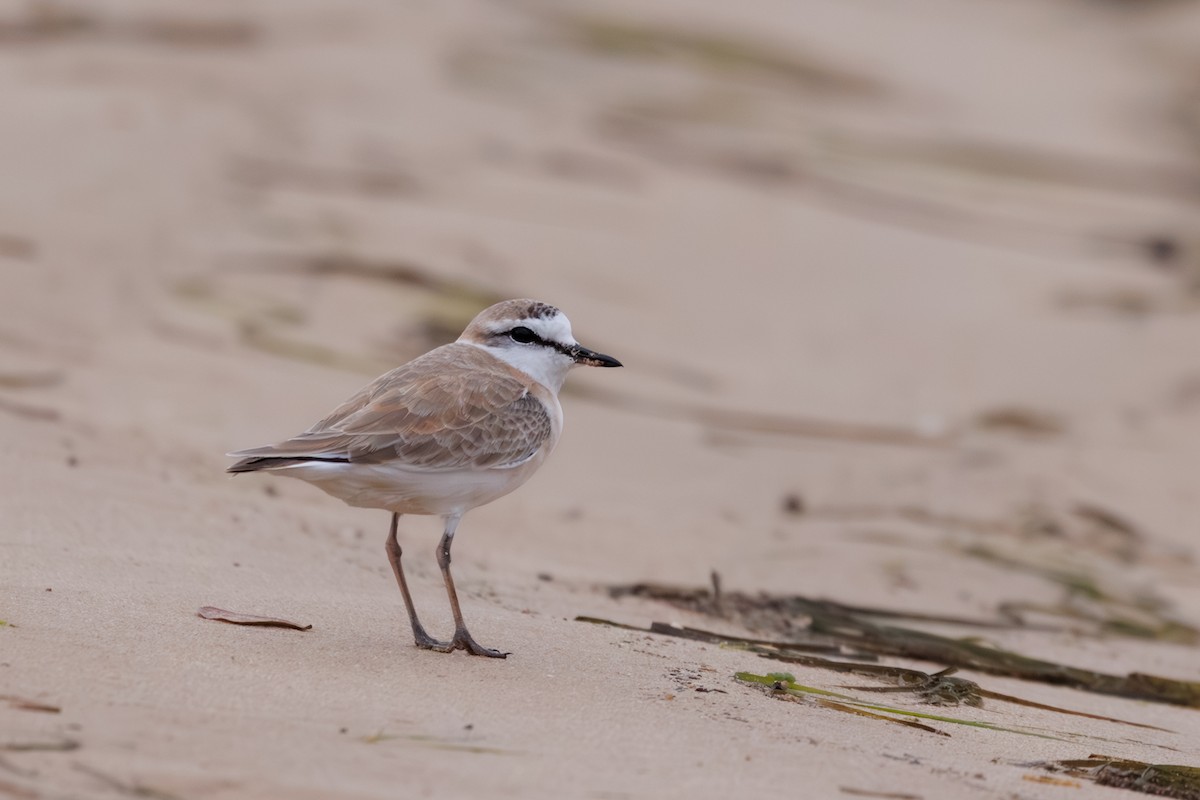 White-fronted Plover - ML637881731