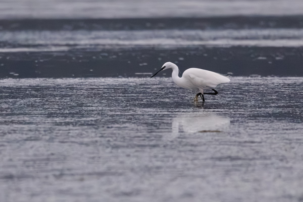 Little Egret - ML637881755