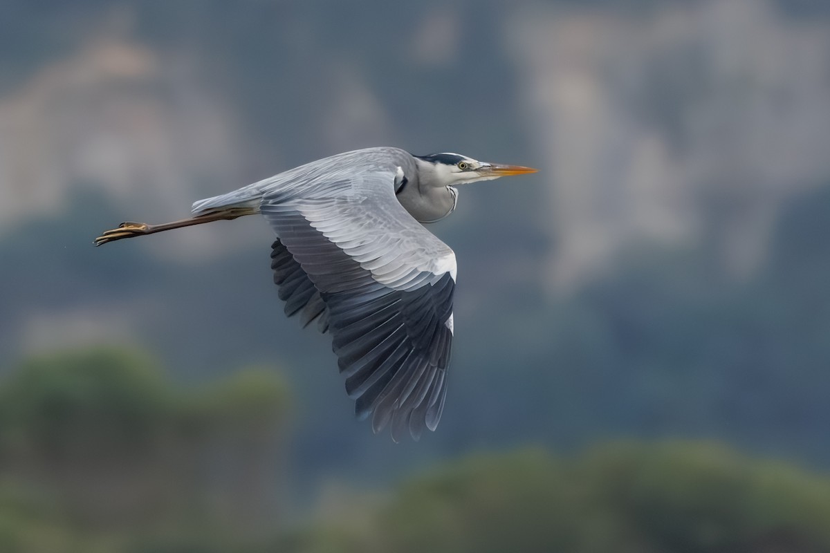 Gray Heron - ML637881758