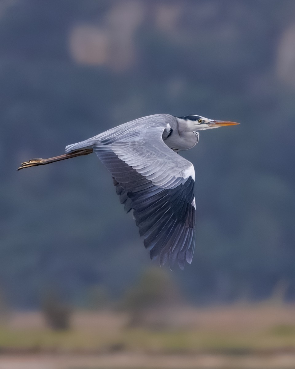 Gray Heron - ML637881759
