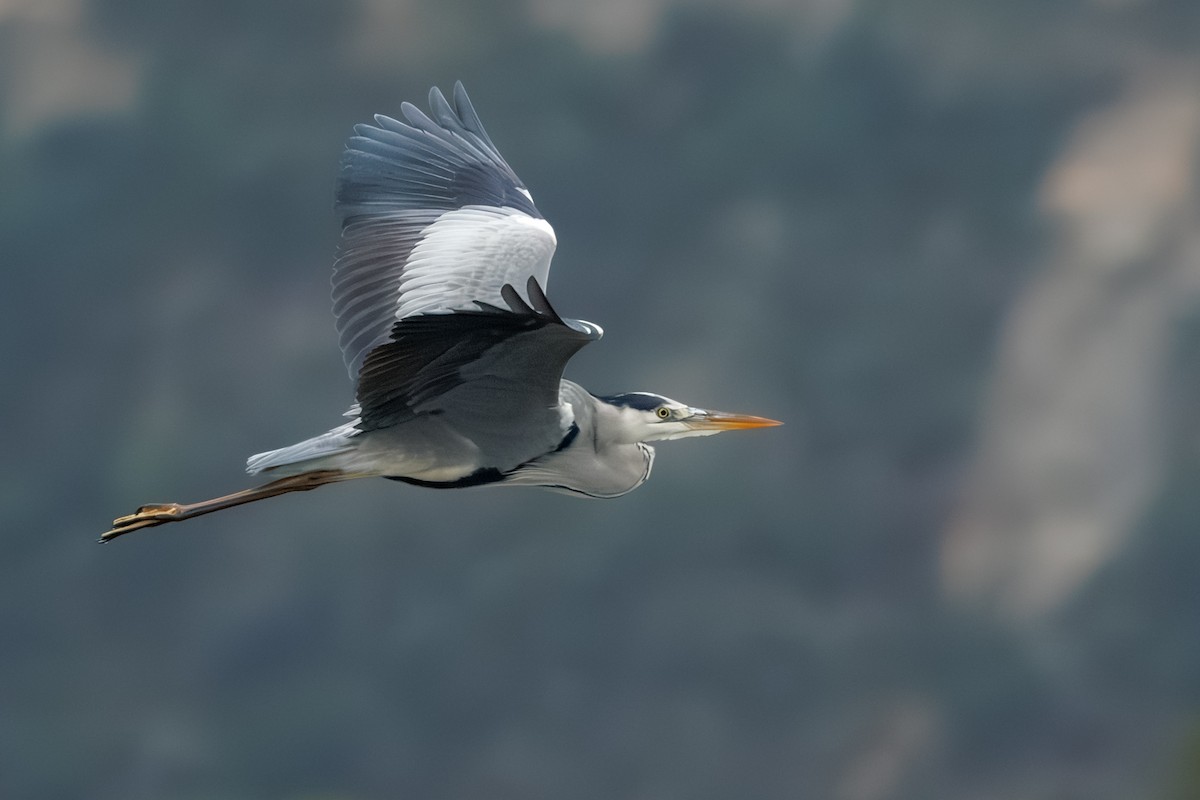 Gray Heron - ML637881760