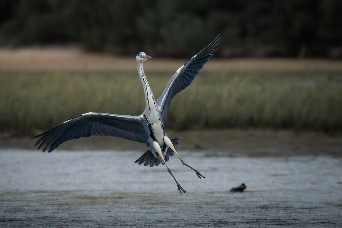 Gray Heron - ML637881761