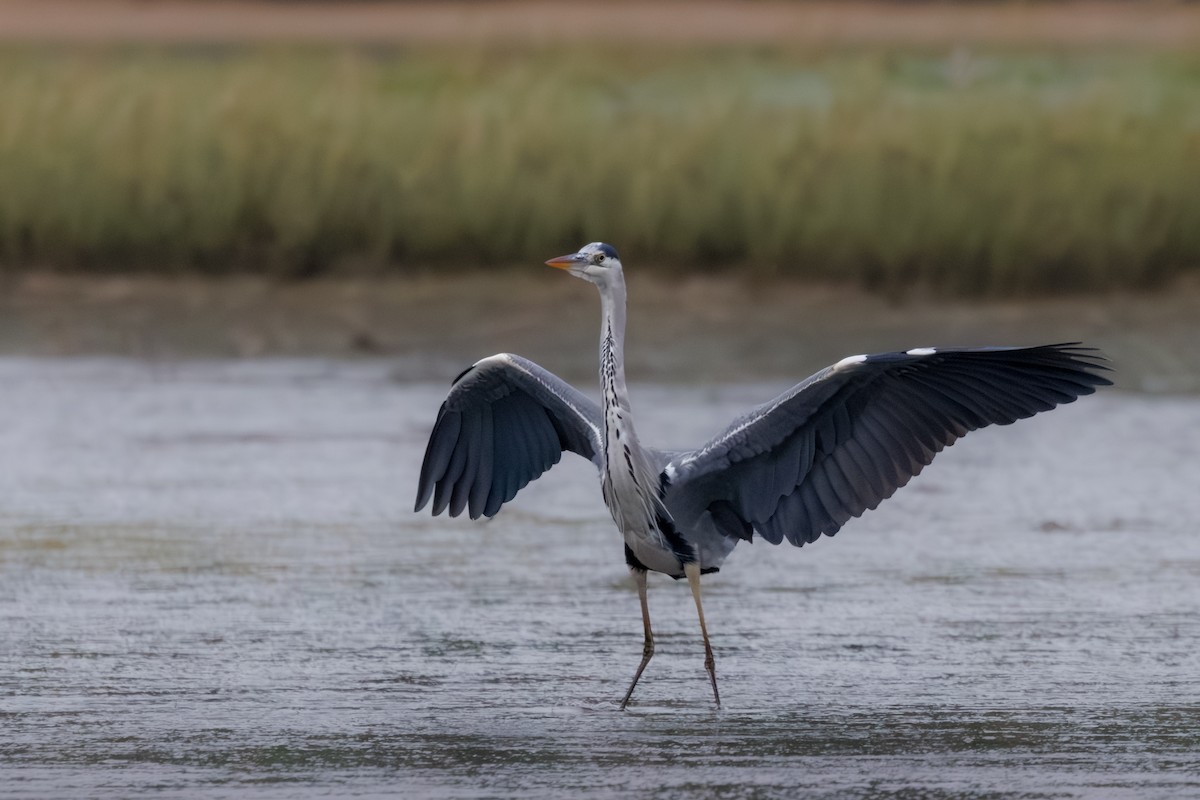 Gray Heron - ML637881762