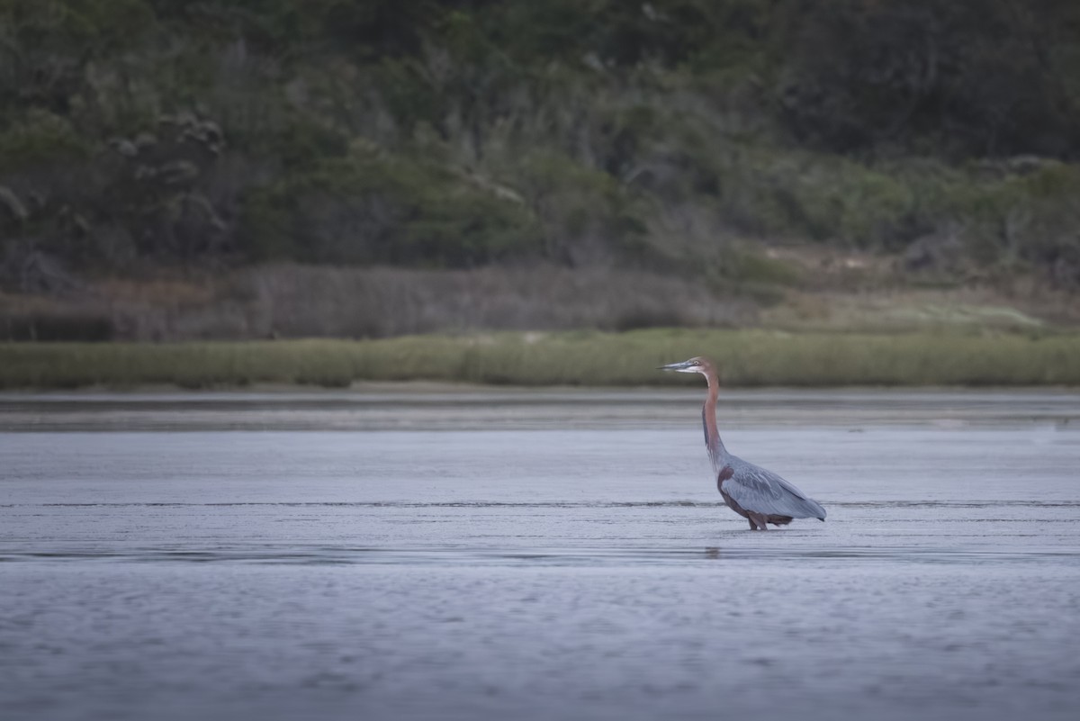 Goliath Heron - ML637881768