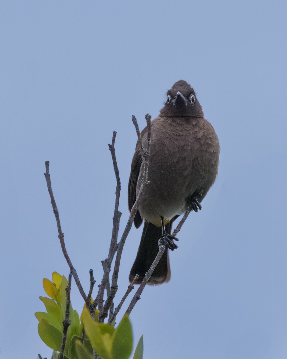 Cape Bulbul - ML637881774