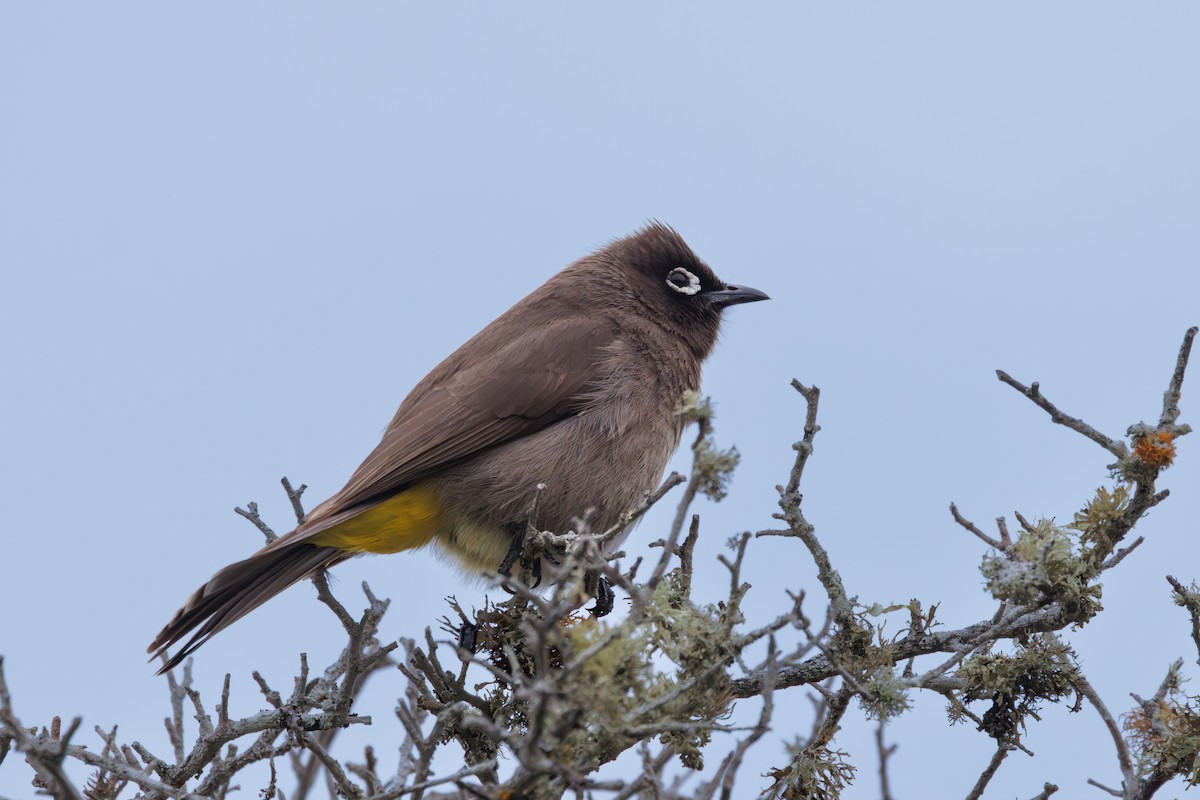 Cape Bulbul - ML637881775