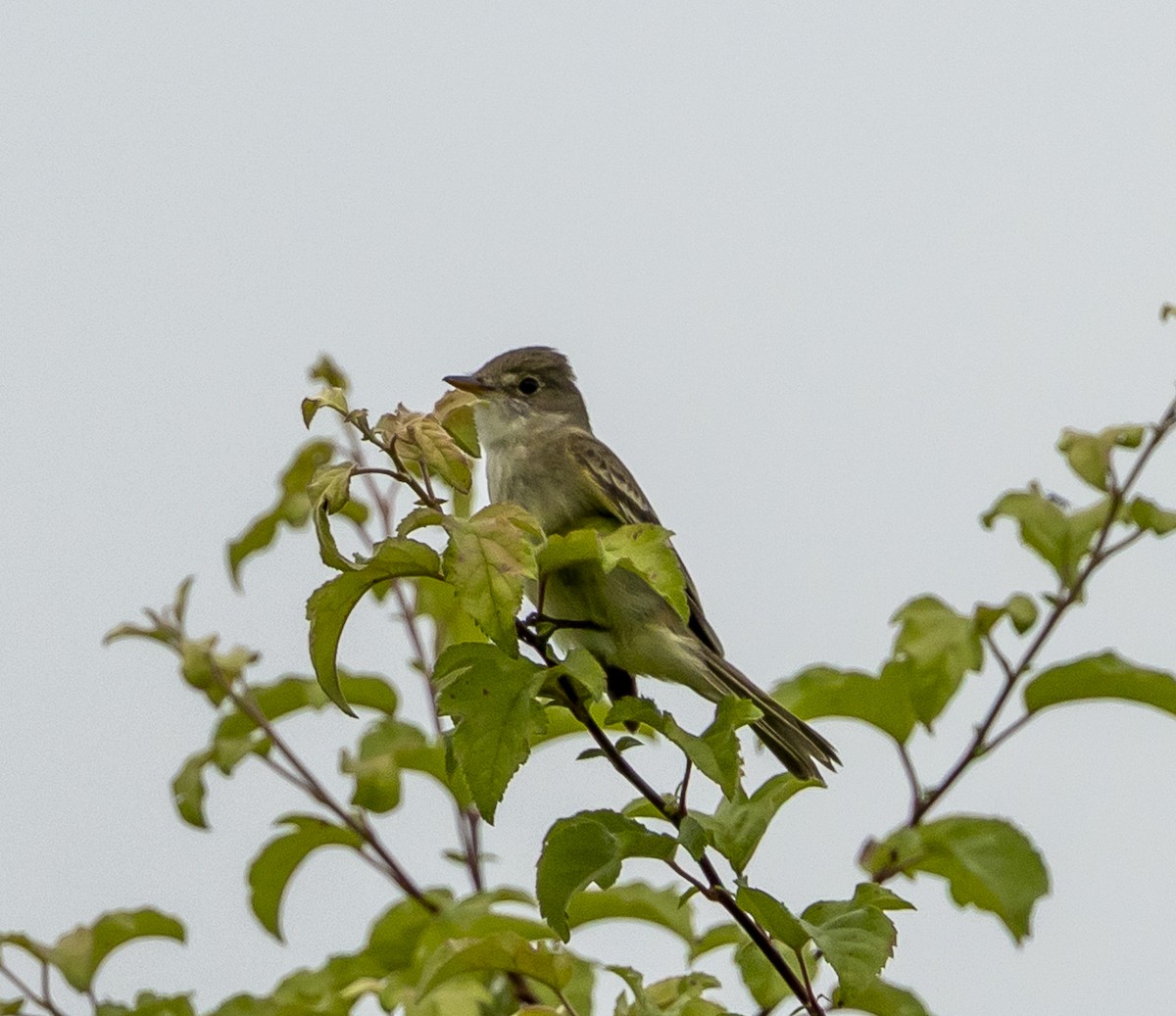 Willow Flycatcher - ML637881794