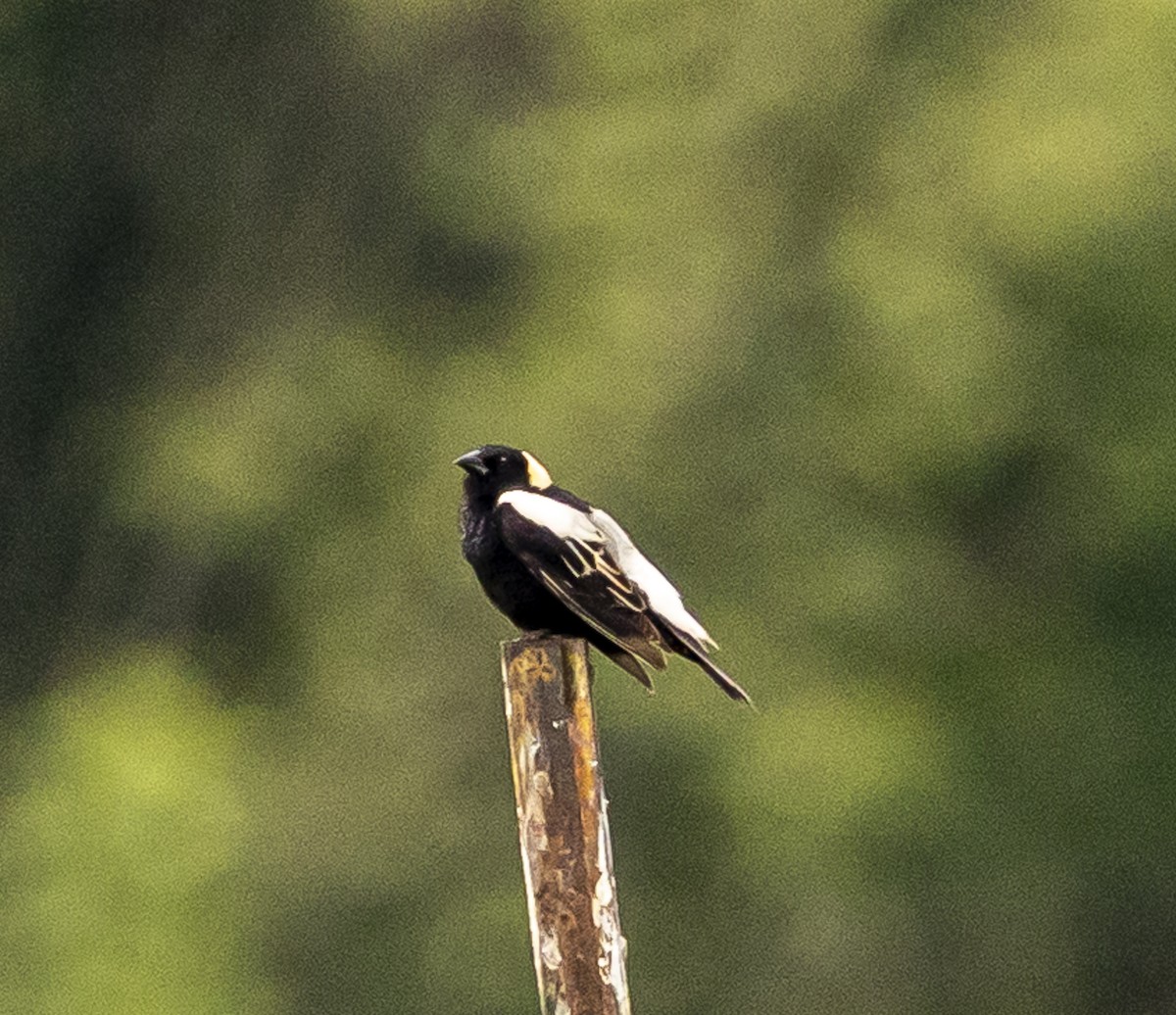 Bobolink - ML637881812