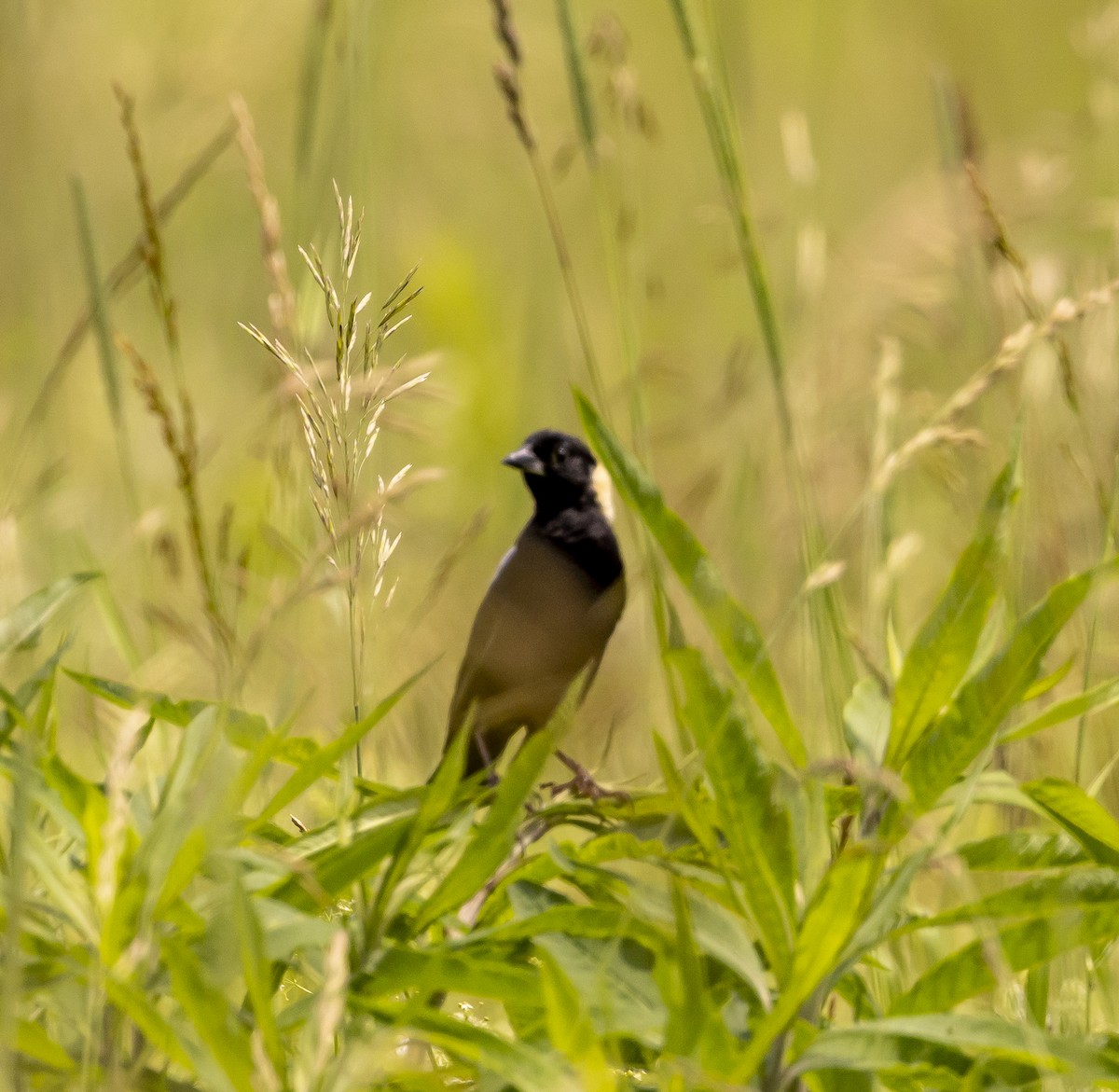 Bobolink - ML637881837