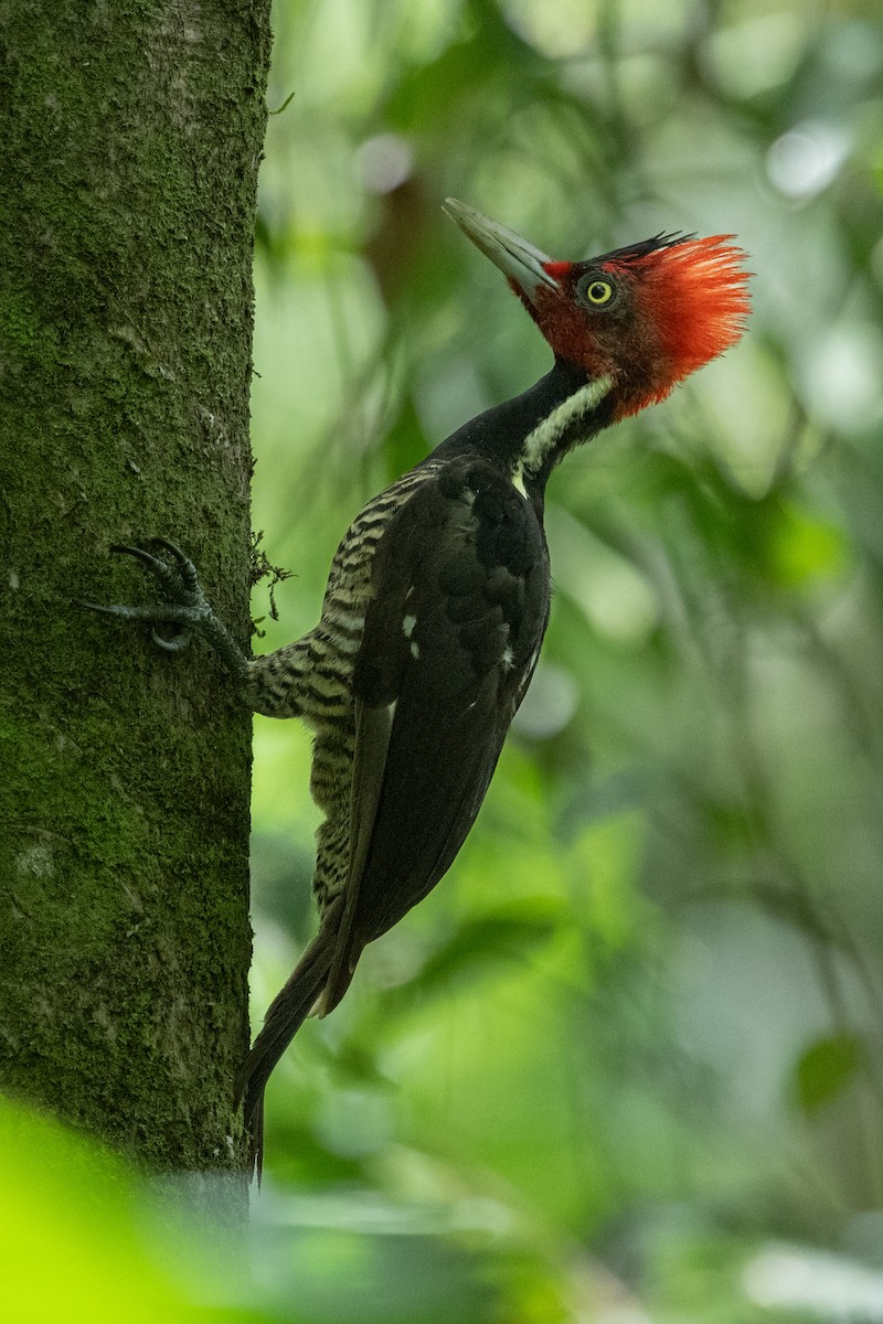Pale-billed Woodpecker - ML637881879