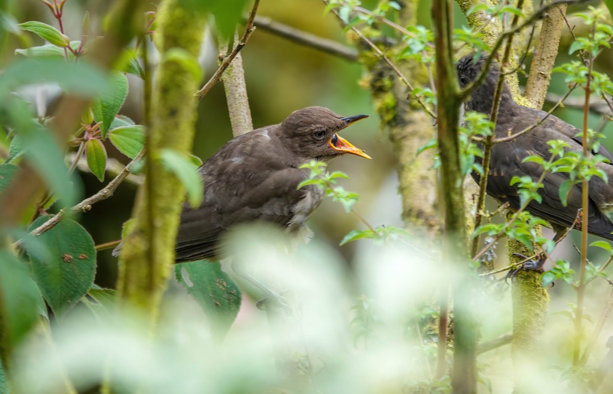Mountain Thrush - ML637881898