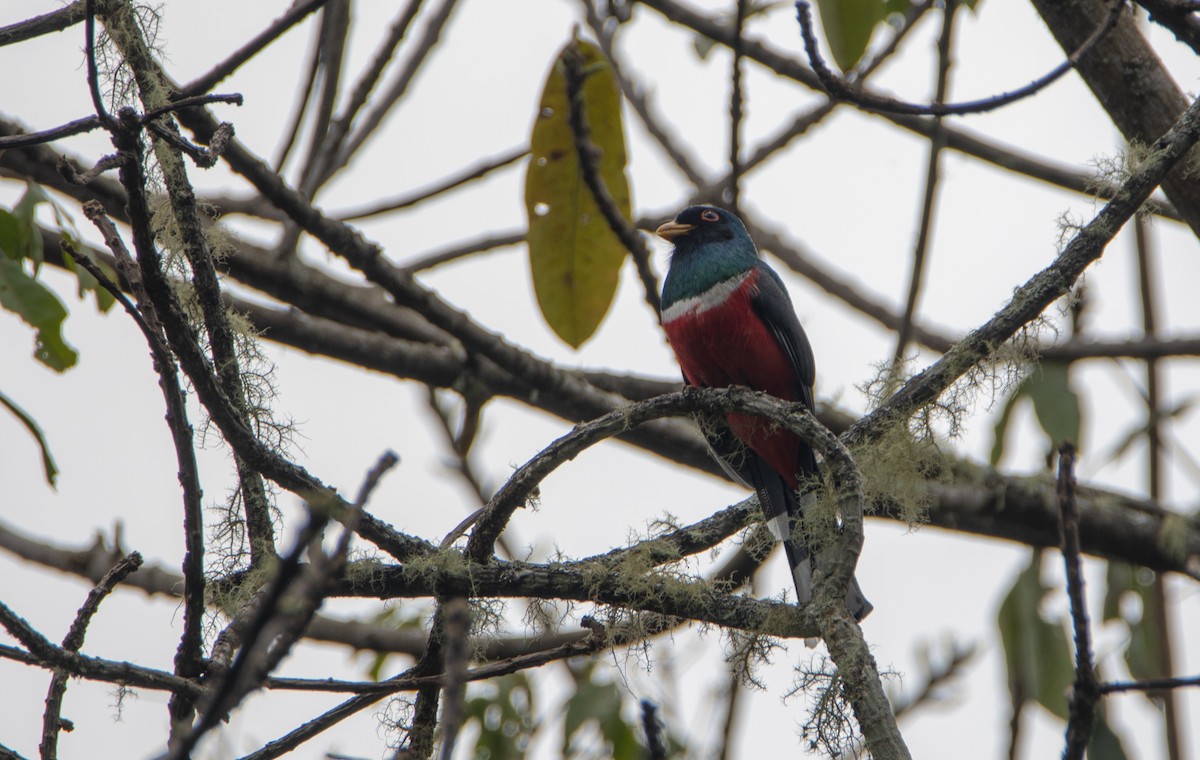 Masked Trogon - ML637881899