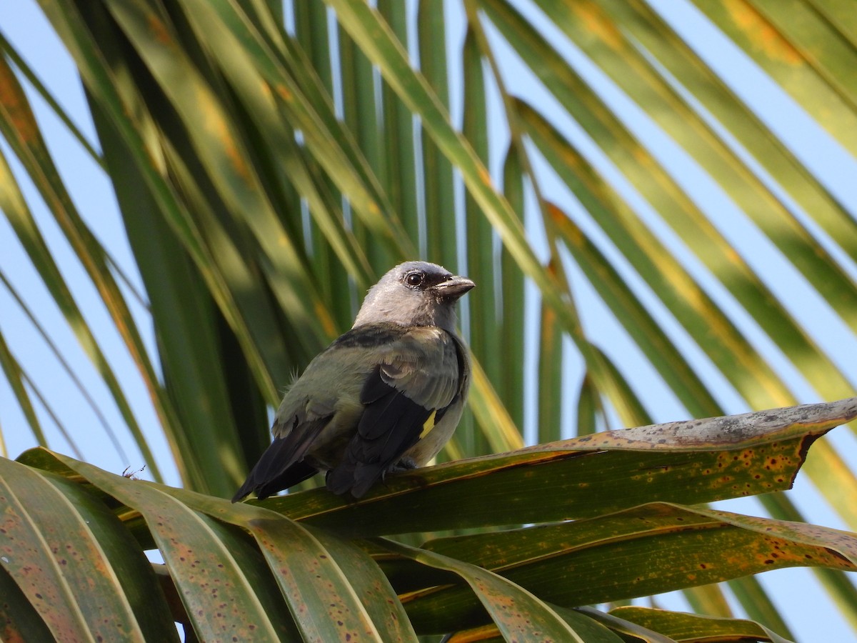 Tangara Aliamarilla - ML637881960