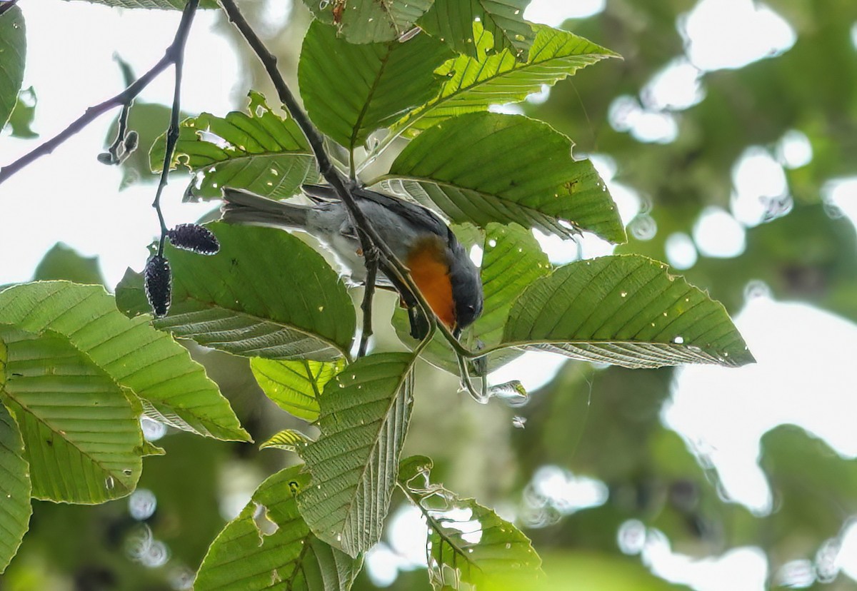 Flame-throated Warbler - ML637882033