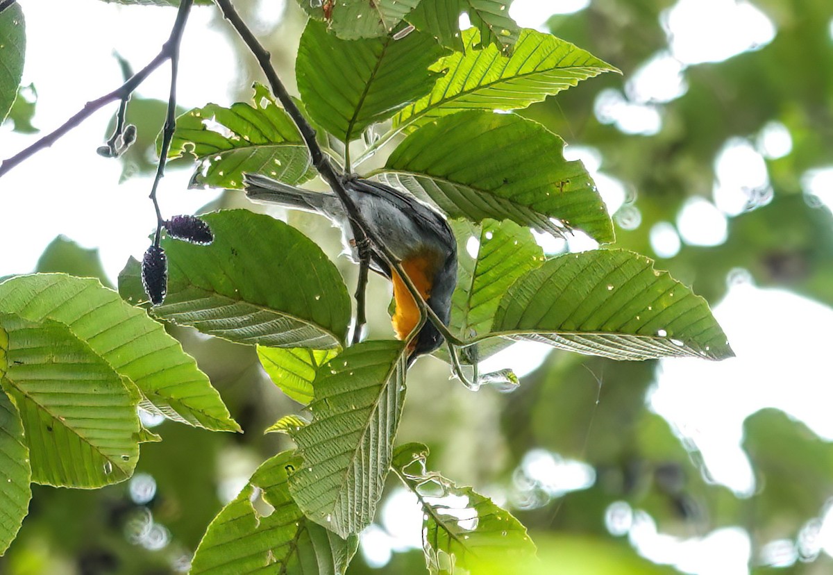 Flame-throated Warbler - ML637882040