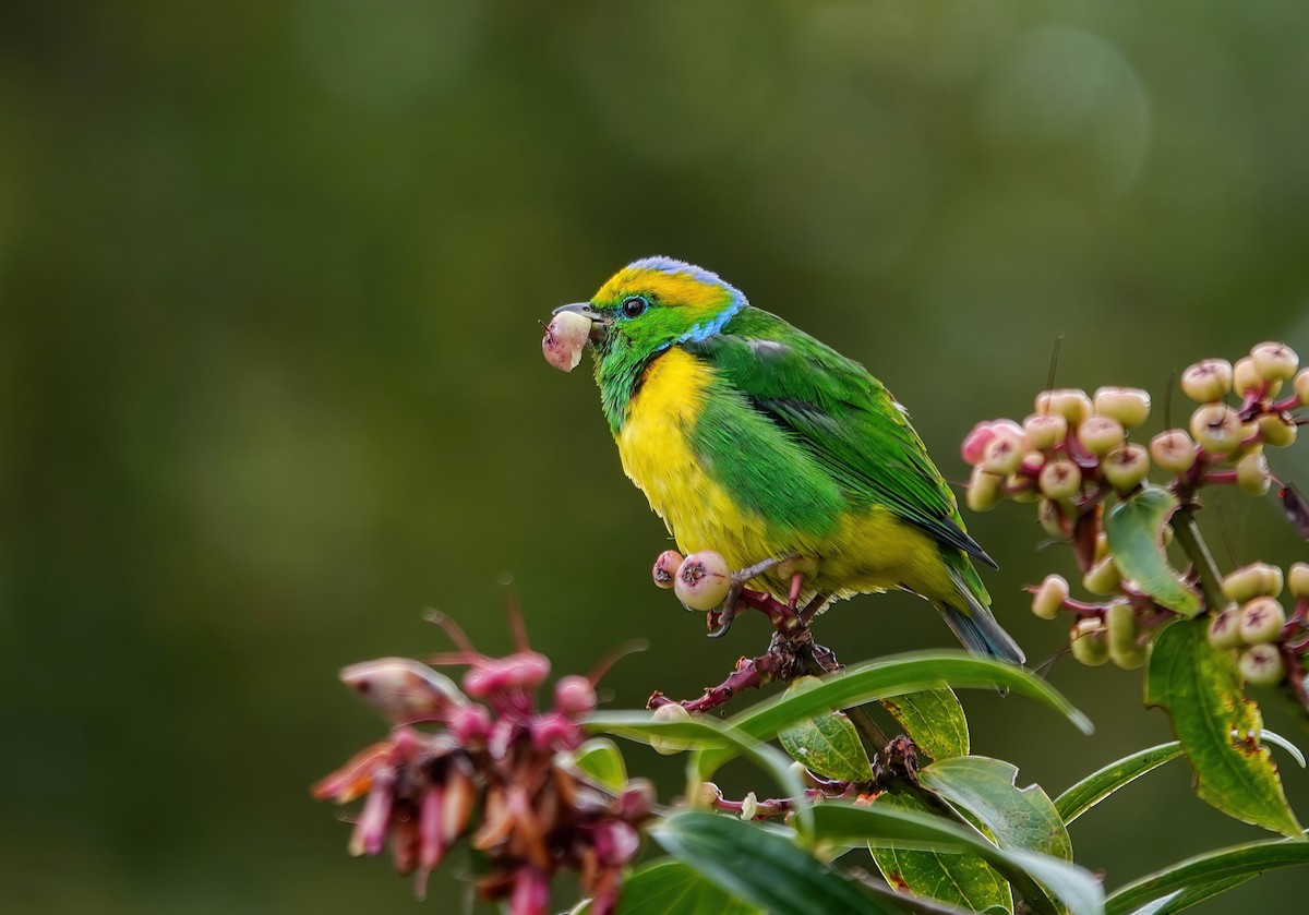 Golden-browed Chlorophonia - ML637882062