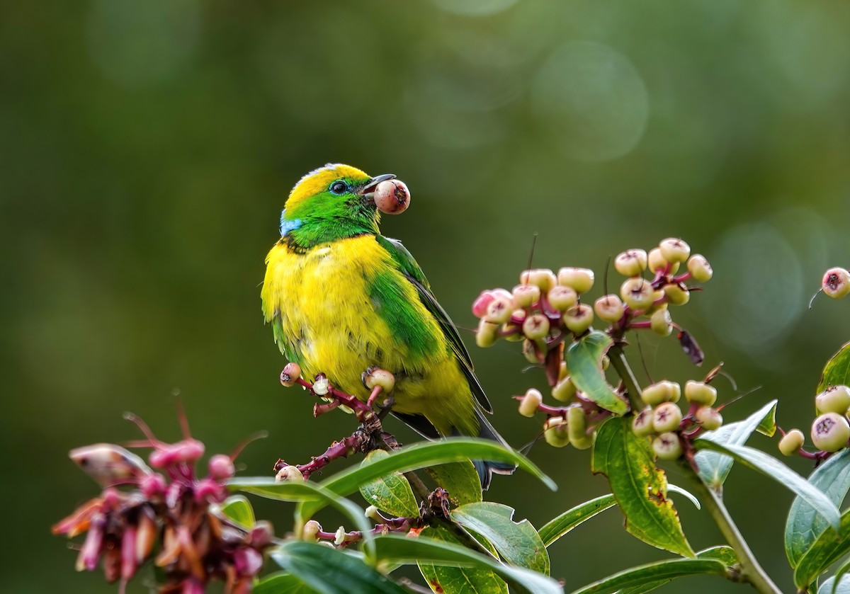 Golden-browed Chlorophonia - ML637882069