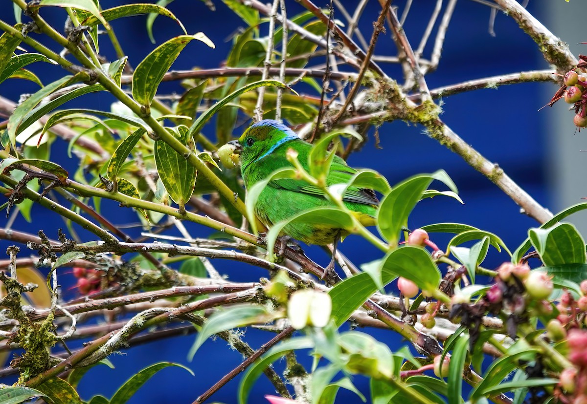 Golden-browed Chlorophonia - ML637882078