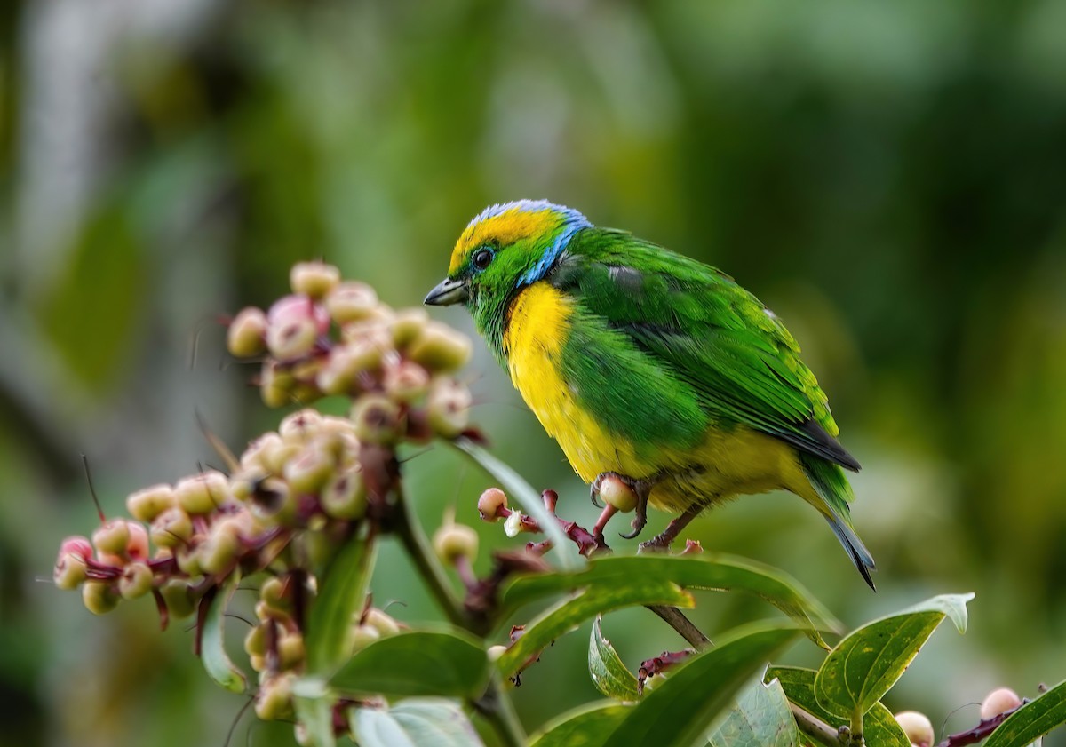 Golden-browed Chlorophonia - ML637882083