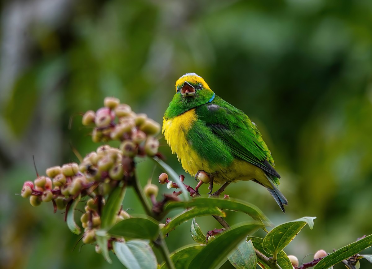 Golden-browed Chlorophonia - ML637882091