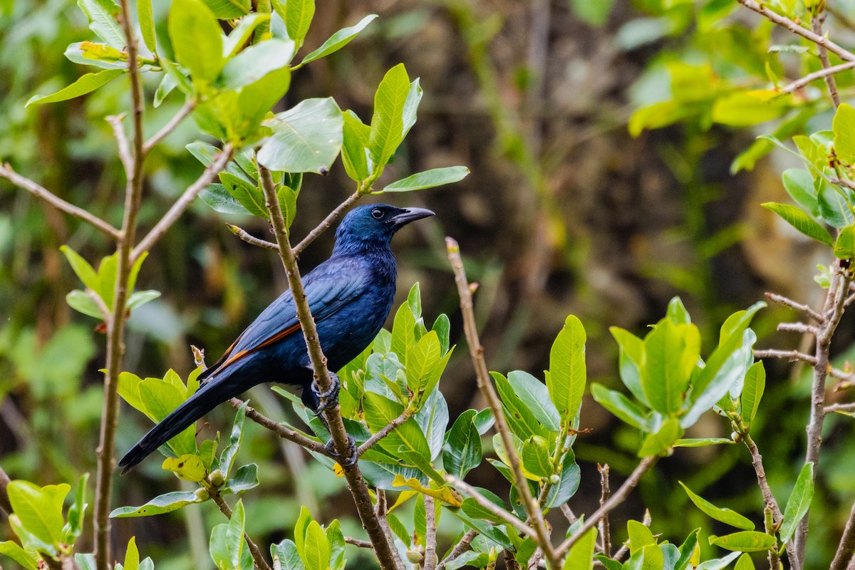 Red-winged Starling - ML637882103